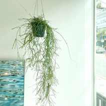 립살리스 스파이더 - 늘어지는 공중식물 행잉플랜트