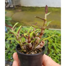 행복한꽃순이/사자성석곡/붉어요