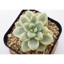 [라울금 0706] 홈가드닝 분재 선인장 키우기쉬운 아프리카 다육이 공기정화 특이한 귀여운 예쁜 희귀한 인테리어 생일 소형 작은 개업선물 리톱스 코노피튬 식물키우기