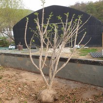 [좋은원예] 화살나무 H1.0m 분묘, 1개