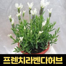 프렌치 라벤다 흰색 허브 향기좋은 꽃 반려식물, 1개