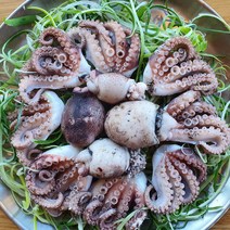 알쭈꾸미1kg (8~10미내외)/알배기 주꾸미 급냉