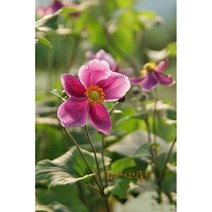 [노지월동] 튼실한 추명국