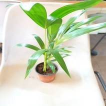 야레카야자 [1화분] 반수생 식물