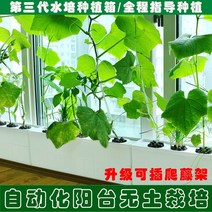 수경재배 가정용 식물 야채키우기 채소키우기 스마트팜 홈가드닝 수경 야채 상자 흙이 없는, 체험팩 60cm 4홀 파종기(세트) 재활용 가능