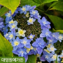 산수국 7종 - 별수국 카마쿠라 팝콘 투게더 피터팬 코튼캔디 포트 여름 꽃 나무, 06. 코튼캔디 - DT포트