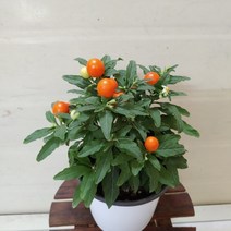 [성심] 옥천앵두(중)059, 1개