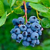 블루베리 2년생 포트 / 블루제이 (Bluejay) 아파트 베란다에서도 키움 / 안토시아닌 듬뿍, 1개