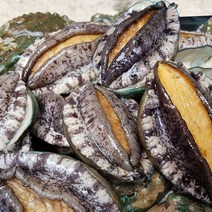 싱싱해 완도 직거래 활전복 1kg 10-12미, 1box, 10-12미 1.5kg
