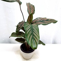 진자 키우기 관리쉬운 실내 공기정화 식물 독일토분, 단품