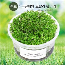 피알피쉬 무균 배양수초 로탈라왈리키(후경수초)