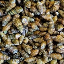 식당용 삶은 다슬기 11kg, 1팩