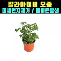 곰빵몰 해피트리 실내공기정화식물 음이온 미세먼지