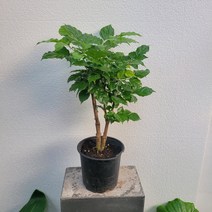 녹보수나무 중품 반려식물 35~60cm 149 (무료배송), 1개