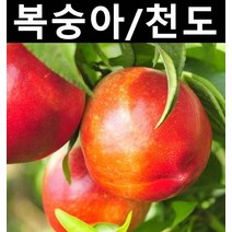 천도복숭아(신비) 접목1년(뿌리) 3개/나무 묘목/과실수/유실수