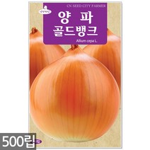 송송이 방울토마토 씨앗 50립 - 방울토마토씨앗 토마토씨앗 방울토마토씨 토마토씨 채소씨앗 주말농장 텃밭, 13_양파골드뱅크(500립)