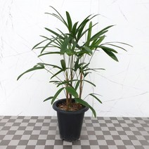 도희씨네 정원>> 대나무 닮은 고전적인 관음죽 모듬 130″ class=”wr-img”></a></div>
</p></div>
</p></div>
</p></div>
<div class=