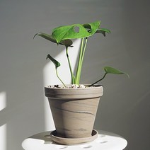 몬스테라, 몬스테라 (기본 플라스틱 포트)