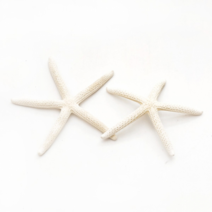 조개껍질 조개껍데기 소라껍데기 소라껍질, 봉, D08 긴팔불가사리