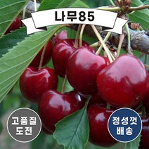 (나무85) 체리 라핀 R3