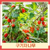 구기자나무 묘목 삽목2년생 뿌리묘 10개