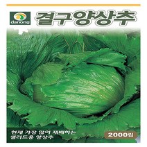 결구양상추 2000립