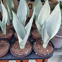 문샤인 산세베리아 (1촉)/산세베리아/공기정화식물
