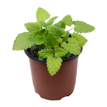 집사마켓 캣닢 화분 1개 고양이마약 캣닙 생화 식물 모종