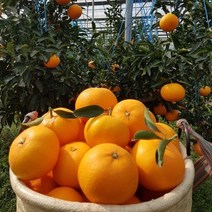 [완판신화!!!] 황금원 화산송이밭에서 자라 맛과 향이 풍부한 천혜향 4.5kg 대중과 (벌크포장), 1box