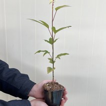 황칠나무 묘목 3년생 포트묘 30~40cm 조경수 약용수, 단품