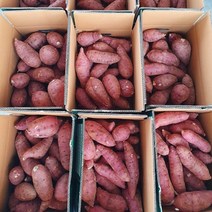 [산들다온] 산지직송 해남 꿀고구마 3kg 5kg 10kg 황토구마, 꿀고구마 [한입]