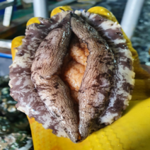 [산지직송 가정용 선물용] 완도 직거래 활 전복 특대 선물세트 2kg / 꼬마전복 미니전복 1kg 30미 40미 50미 당일배송 내일도착, 1-4) [   대   ] 1kg 17-20미