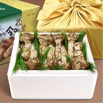 2022년 국내산 자연산 송이버섯 2등품 500g 1kg 선물 세트 국산 봉화 양양 자연송이 생물, 최고급 자연산 송이버섯 2등품 500g