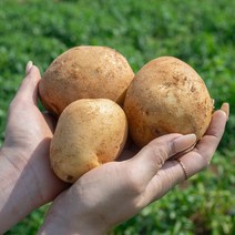 [착한손] 포슬포슬 햇 감자 수미감자, 감자 4kg 중 (조림용), 1개