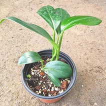 러브코리아 라피도포라 디컬시바 꽃도매시장 희귀식물, 단품, 1개