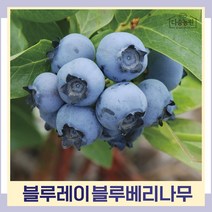 블루베리나무 묘목 블루레이 삽목6생 결실주(분) 1개