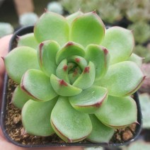 다육 식물 [ 특별구성 7종+선물], 6번- 에케문스톤