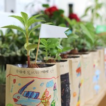 [써보니조트라] 대량구매 새싹재배기 식물키우기 체험학습 주말농장 화분재배키트 초등학교 씨앗 어린이집 유치원 DIY식물키트 당일발송, 셰프가든, 고수