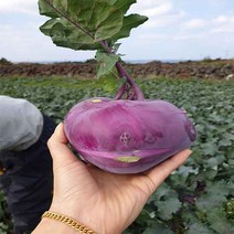 제주도 산지발송 콜라비 15kg /18~28과내외, 단품