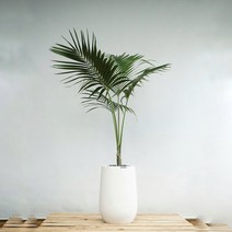 플라워바인 대형 겐차야자 켄차야자 화이트스톤볼링핀화분, 필요없음, 기본서랍식