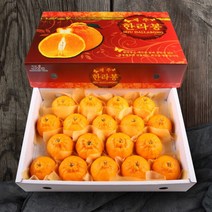 인정에프앤비 올찬 제주직송 한라봉 선물세트특대/대 5kg13-18과 165480