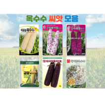 옥수수 씨앗 모음 찰 초당옥수수 얼룩 자홍 블랙베리 주말농장 텃밭 가드닝, 3.자색찰옥수수 150립