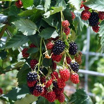 슈퍼블랙베리 7치화분나무 2주 D206