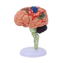 인간 뇌 구조 모형 분리 모델 구조 대뇌 교보재 교육, 4D 뇌 크기 9.3x9.1x6.8CM