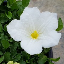 야생화피어나라플라워 은배초(1Set 3포트)