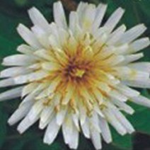 한국 흰민들레 씨앗 야생화 꽃씨 종자 정원 100립 0.3282ea, RA_ 본상품선택