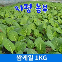 [농사임당] 친환경 무농약 청경채 500g/1kg, 500g