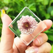 리얼 곤충 수지 표본 삽갑 거미 게 달팽이 전갈 물고기 해양 식물 호박 동물 수지 진충, 브라운 단추 국화개