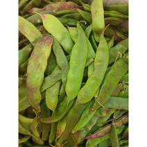 [신중국식품] 유뚜졸 당콩(이댄훙). 중국뚜졸. 볶아먹는 채당콩 부드러운 식감의 일점홍당콩, 1개, 500g