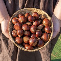 국산 청양 칠갑산 유기농 알밤 햇밤 옥광밤 생밤 2kg 4kg, 옥광밤 대 2kg